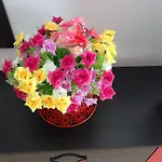 Apartamento Felicia Mamaia